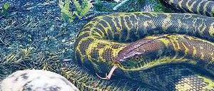 Man beachte die Hinterbeinchen. Die Ur-Schlange lebte in den Wäldern der Kreidezeit.