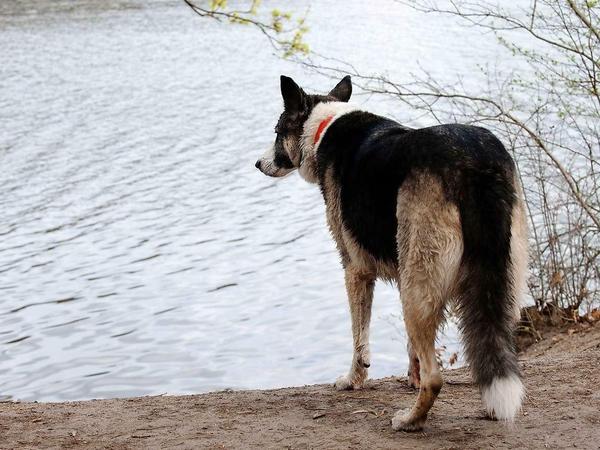 Blick aufs Wasser. Künftig müssen die Hunde vom oberen Waldweg auf den Schlachtensee schauen, denn dort, im Hundeauslaufgebiet, sind Hunde weiterhin auch ohne Leine erlaubt.