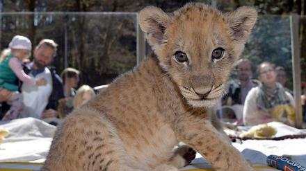 Löwenbaby Malor im Eifel-Zoo in Lünebach.