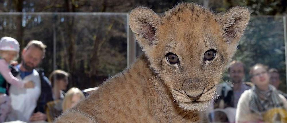 Löwenbaby Malor im Eifel-Zoo in Lünebach.