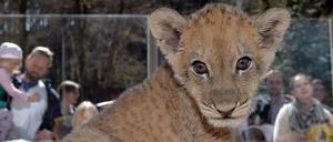 Löwenbaby Malor im Eifel-Zoo in Lünebach.