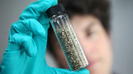 „Legal High“. Eine Polizistin hält eine gefährliche Kräutermischung in der Hand. 