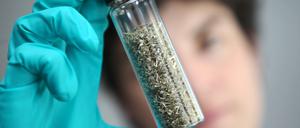 „Legal High“. Eine Polizistin hält eine gefährliche Kräutermischung in der Hand.
