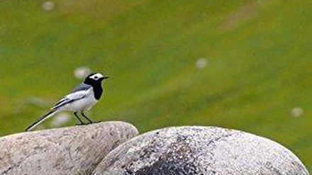 Buchcover zu "Die Sprache der Vögel" von Norbert Scheuer.