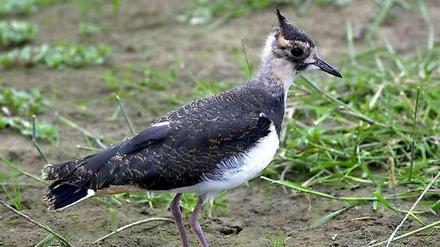 Kiewitt, piep, piep. Diesem jungen Kiebitz ist elektronischen Flöten wesensfremd. Er kann Vogelsprache.