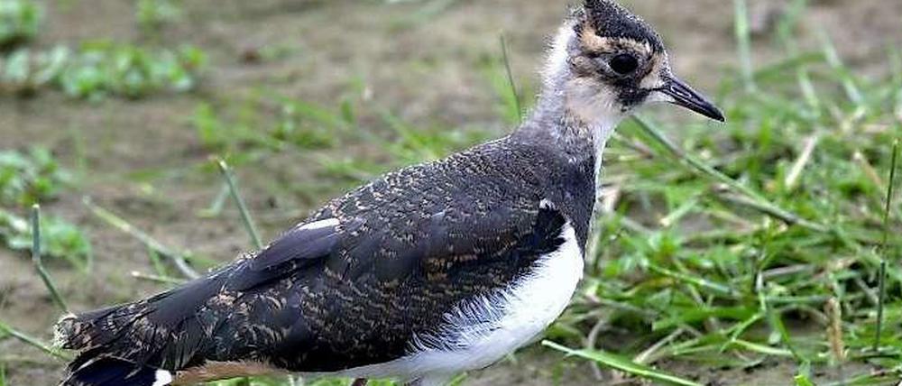 Kiewitt, piep, piep. Diesem jungen Kiebitz ist elektronischen Flöten wesensfremd. Er kann Vogelsprache.