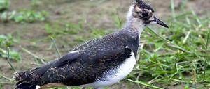Kiewitt, piep, piep. Diesem jungen Kiebitz ist elektronischen Flöten wesensfremd. Er kann Vogelsprache.
