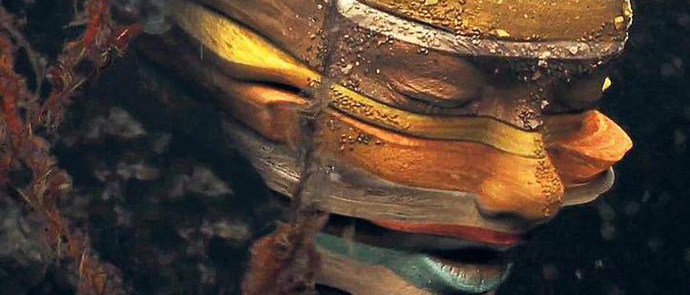 Metamorphosen. Björk im Video „Mutual Core“ von Regisseur Andrew Thomas Huang.