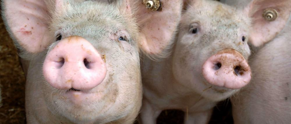 Ferkel in einem Tiertransport - auf der A 10 in Berlin-Buch wurde nun ein LKW mit gravierenden Mängeln gestoppt.