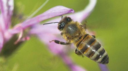 Ergiebige Futterquelle. In warmen Regionen finden Bienen mehr Nahrung und entwickeln sich besser.