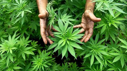 1.600 solcher Cannabis-Pflanzen wuchsen in der Lagerhalle in Marienfelde.