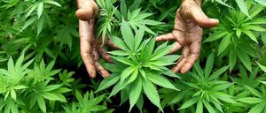 1.600 solcher Cannabis-Pflanzen wuchsen in der Lagerhalle in Marienfelde.