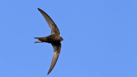  Mauersegler sind Akrobaten der Lüfte, segeln gerne knapp an Gebäudewänden entlang und schnappen dabei Insekten auf. Durch Haussanierungen verlieren sie aber zunehmend Brutplätze.