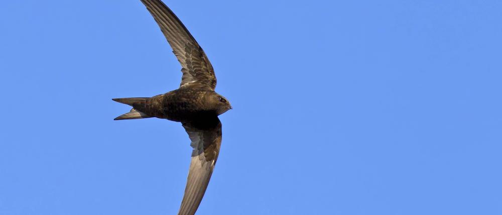 Mauersegler sind Akrobaten der Lüfte, segeln gerne knapp an Gebäudewänden entlang und schnappen dabei Insekten auf. Durch Haussanierungen verlieren sie aber zunehmend Brutplätze.