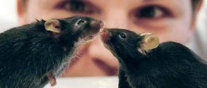 Auf dem Laufsteg der Forschung. Mäuse stehen Modell für Menschen – trotz genetischer Ddifferenzen.