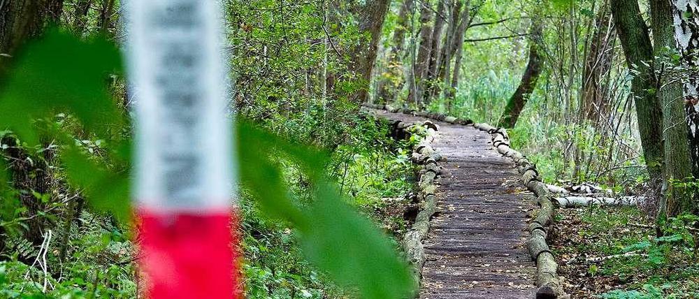 Der Knüppeldamm, ein Wanderweg zwischen Storkow und Wendisch-Rietz (Brandenburg): Wenige hundert Meter entfernt wurde am 5. Oktober 2012 ein Berliner Investment-Manager von seinem Entführer am Ufer der Storkower Sees zwischen Erlen und Morast gefangen gehalten. 