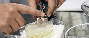 Alles im Griff. Am Instituto Butantan in Sao Paulo „melkt“ ein Forscher eine Giftschlange. 