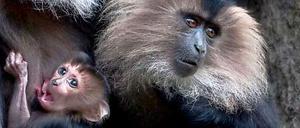 Affentheater im Zoo.