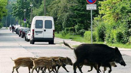 Verwechslungsgefahr? So sehen Wildschweine aus, die Ähnlichkeit mit Islandponys ist eher gering.