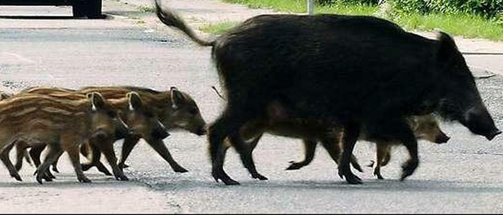 Verwechslungsgefahr? So sehen Wildschweine aus, die Ähnlichkeit mit Islandponys ist eher gering.