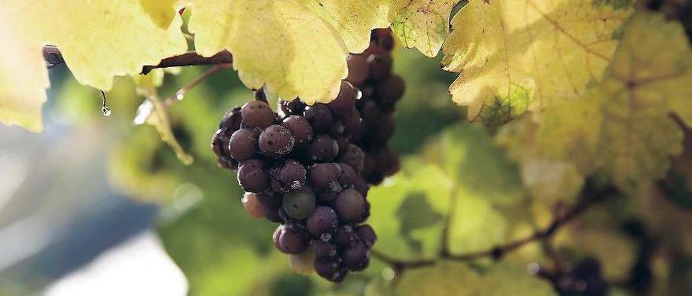 Rarität. Edelsüße Weine, deren Früchte besonders lange am Rebstock geblieben sind, wird es aus diesem Jahrgang nur wenige geben. Diese Traube hängt nahe Ürzig an der Mosel. Foto: dpa