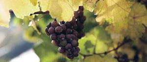 Rarität. Edelsüße Weine, deren Früchte besonders lange am Rebstock geblieben sind, wird es aus diesem Jahrgang nur wenige geben. Diese Traube hängt nahe Ürzig an der Mosel. Foto: dpa