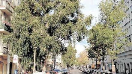 Bedrohtes Grün. 58 Straßenbäume wie diese stehen in der Pappelallee – noch. Das Bezirksamt erwägt, sie zu fällen und durch eine neu gepflanzte Allee zu ersetzen. 