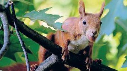 Obenauf. Eichhörnchen bleiben möglichst im Geäst, weil sie dort sicher sind.