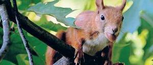 Obenauf. Eichhörnchen bleiben möglichst im Geäst, weil sie dort sicher sind.