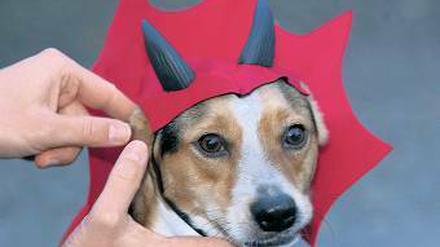 Diabolisch. Dieser Teufel wird zum Kindererschrecken als Hund verkleidet. Foto: dpa