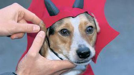 Diabolisch. Dieser Teufel wird zum Kindererschrecken als Hund verkleidet. Foto: dpa
