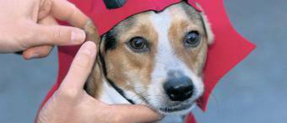 Diabolisch. Dieser Teufel wird zum Kindererschrecken als Hund verkleidet. Foto: dpa