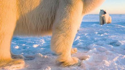Angst vor Eisbären muss auch an der Hudson Bay niemand haben. Doch Respekt sowie die nötige Umsicht sind wichtig. Der Ursus maritimus ist eben ein Raubtier.