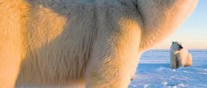 Angst vor Eisbären muss auch an der Hudson Bay niemand haben. Doch Respekt sowie die nötige Umsicht sind wichtig. Der Ursus maritimus ist eben ein Raubtier.