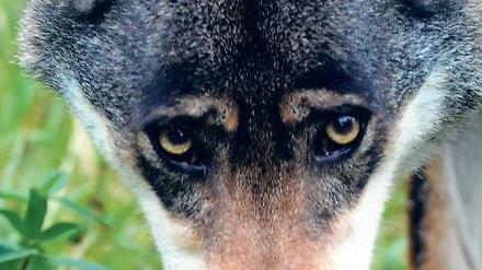 Und die Zähne sieht man nicht. Für die einen ist er ein Räuber, für andere ein Mythos. Die Rückkehr des Wolfes polarisiert auch Brandenburg. Während Tierschützer sich freuen, sind Schäfer, Jäger und Anwohner in den Wolfsrevieren immer noch skeptisch. 