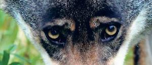 Und die Zähne sieht man nicht. Für die einen ist er ein Räuber, für andere ein Mythos. Die Rückkehr des Wolfes polarisiert auch Brandenburg. Während Tierschützer sich freuen, sind Schäfer, Jäger und Anwohner in den Wolfsrevieren immer noch skeptisch.