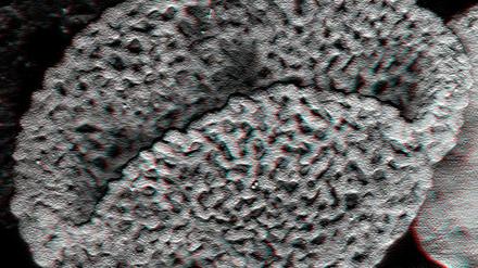 Fossile Pollen. Diese Spuren urzeitlicher Blütenpflanzen datierten die Forscher auf rund 240 Millionen Jahre. 