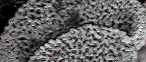 Fossile Pollen. Diese Spuren urzeitlicher Blütenpflanzen datierten die Forscher auf rund 240 Millionen Jahre. 