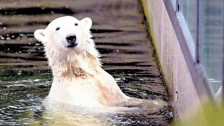Art in Gefahr.  Eisbären sind bedroht, Menschen ebenso. Der aus anderen Gründen früh verstorbene Eisbär Knut aus dem Berliner Zoo war Klimawandel-Symboltier der UN.