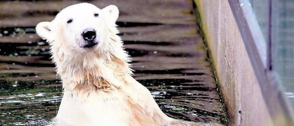 Art in Gefahr.  Eisbären sind bedroht, Menschen ebenso. Der aus anderen Gründen früh verstorbene Eisbär Knut aus dem Berliner Zoo war Klimawandel-Symboltier der UN.