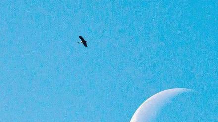 Und tschüss! Jetzt sind die Formationen von Kranichen zum Beispiel gut über Kremmen im nördlichen Havelland zu beobachten. Die Tiere sind zwar Zugvögel, fliegen aber nicht mehr immer sonderlich weit. Unterwegs rasten sie gern in Brandenburg. Foto: ZB /Patrick Pleul