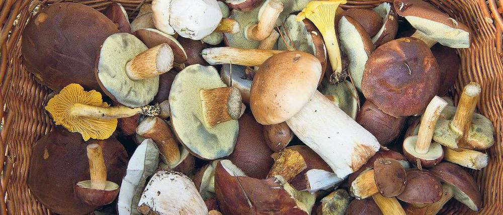 Die Guten ins Körbchen. Rund um Berlin finden Sammler jetzt viele Maronen und auch manchen Steinpilz. Die besten Plätze für die Suche werden nicht verraten – lieber kehrt man selbst dahin zurück. Foto: p-a/dpa