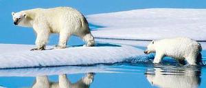 In Gefahr. Die Schmelze in der Arktis bedroht schon jetzt die Bären.