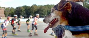 Am Samstag waren die Inline-Skater dran, am Sonntag wird gelaufen, gewalkt und gerollt: Der 40. Berlin-Marathon findet statt.