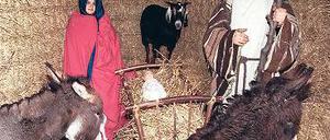 Gaaanz niedliche Eselchen. Mit Religion hat das alles nichts zu tun! Foto: dpa