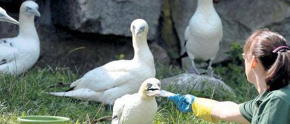 Guten Appetit. Auch bei den Basstölpeln auf der Brillenpinguinanlage flanierten beim Tierparkfest Besucher vorbei.