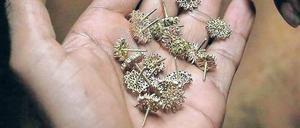 Schmuck. Ein Arbeiter prüft Ohrringe in einer indischen Manufaktur. Foto: Reuters