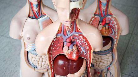 Drei anatomische Modelle des Menschen stehen nebeneinander. Im vorderen Model ist unten die Leber zu sehen.