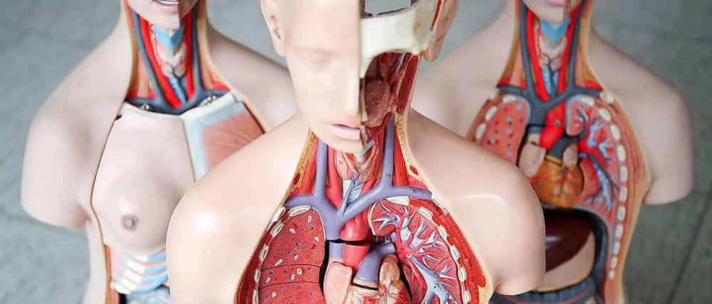 Drei anatomische Modelle des Menschen stehen nebeneinander. Im vorderen Model ist unten die Leber zu sehen.