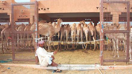 Geduld ist gefragt. Die Konkurrenz der Händler auf dem Kamelmarkt von Al Ain ist groß und keins der Lasttiere ein Schnäppchen.